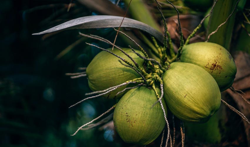 Coconut Water