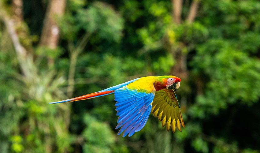 Costa Rica's jungle