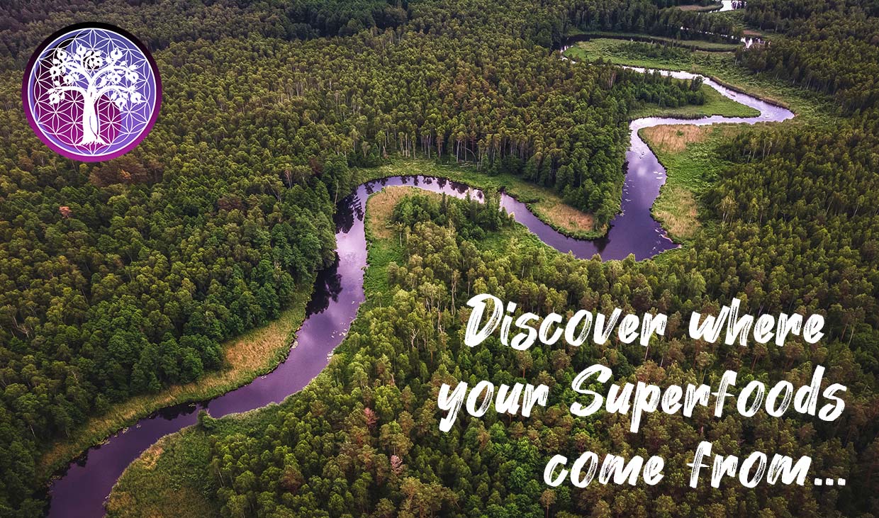 Discover Where