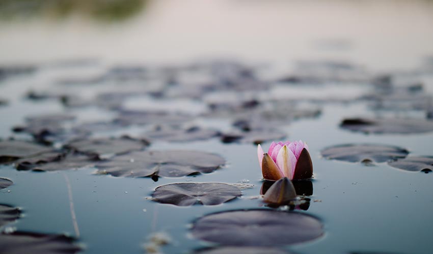 Lotus Flower