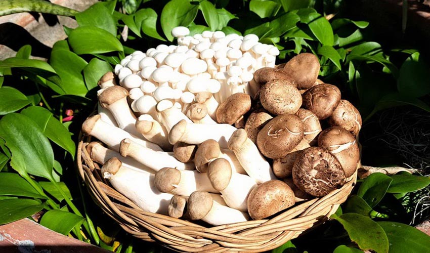 Get the Most Out of Mushrooms 