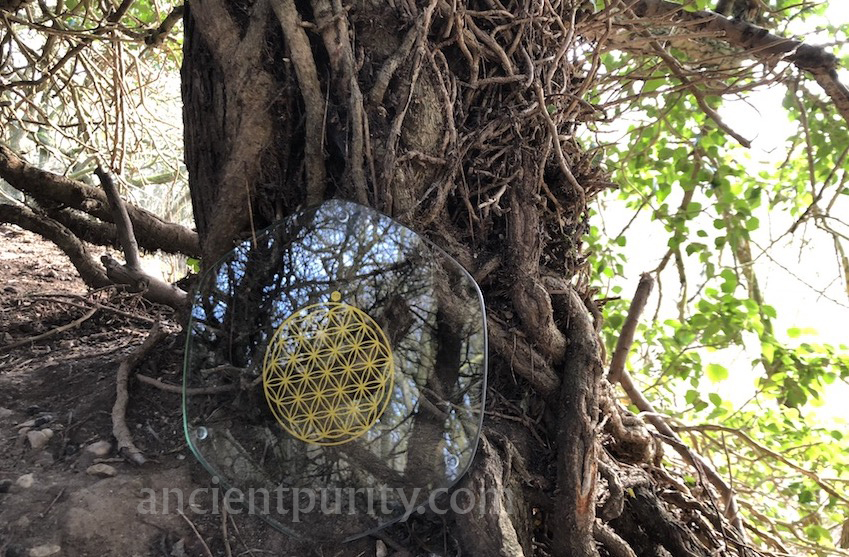 natures design plate flower of life