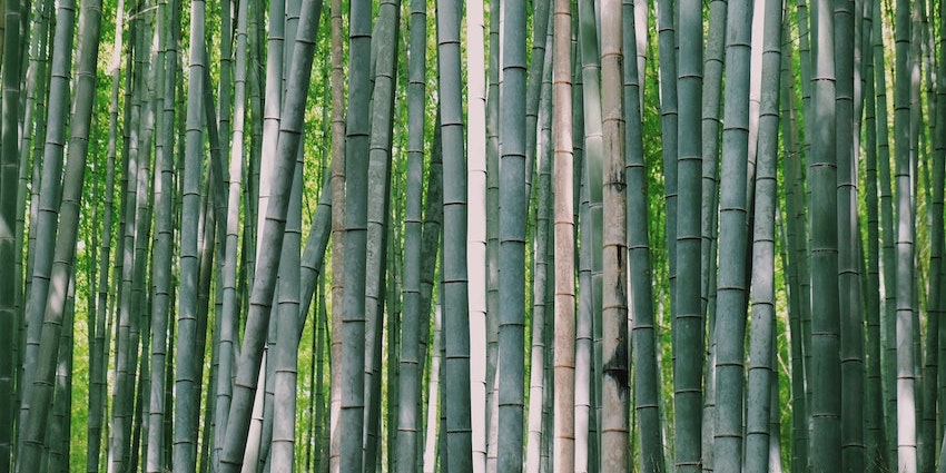 organic_cotton_buds_bamboo_eco_UK