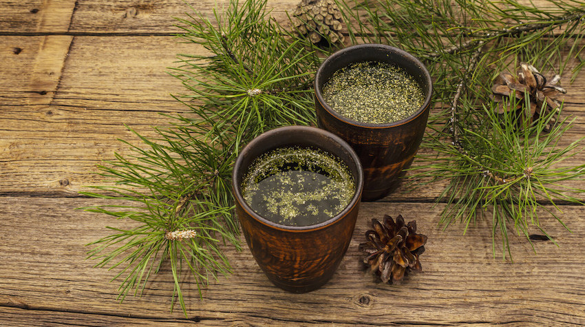 spike proteins and shedding , pine tea, pine oil tea, pine needle tea for vid pine needles shedding spike proteins protection detoxification