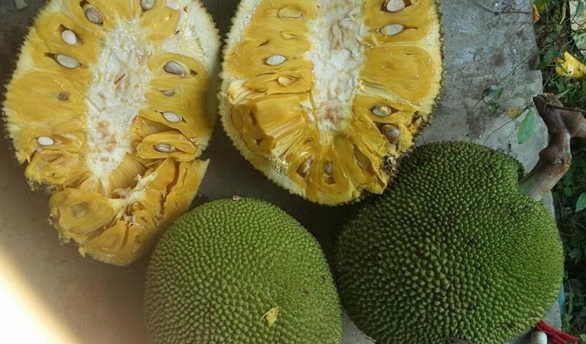 Power of Jackfruit