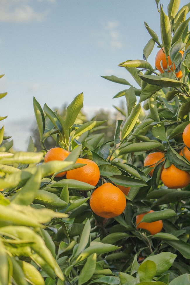 organic neroli face cream