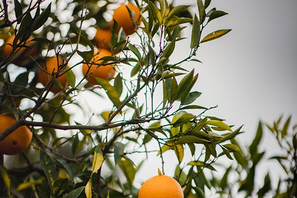 Bergamot Orange Growing in Italy