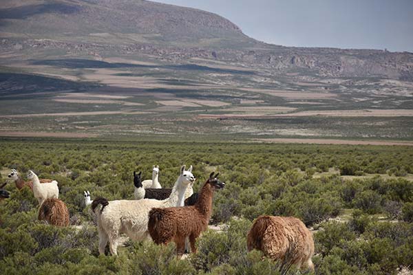 Bolivia