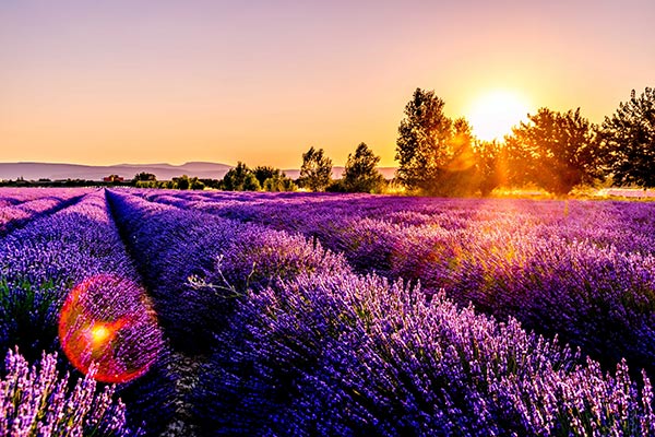 Idyllic Lavender Landscape